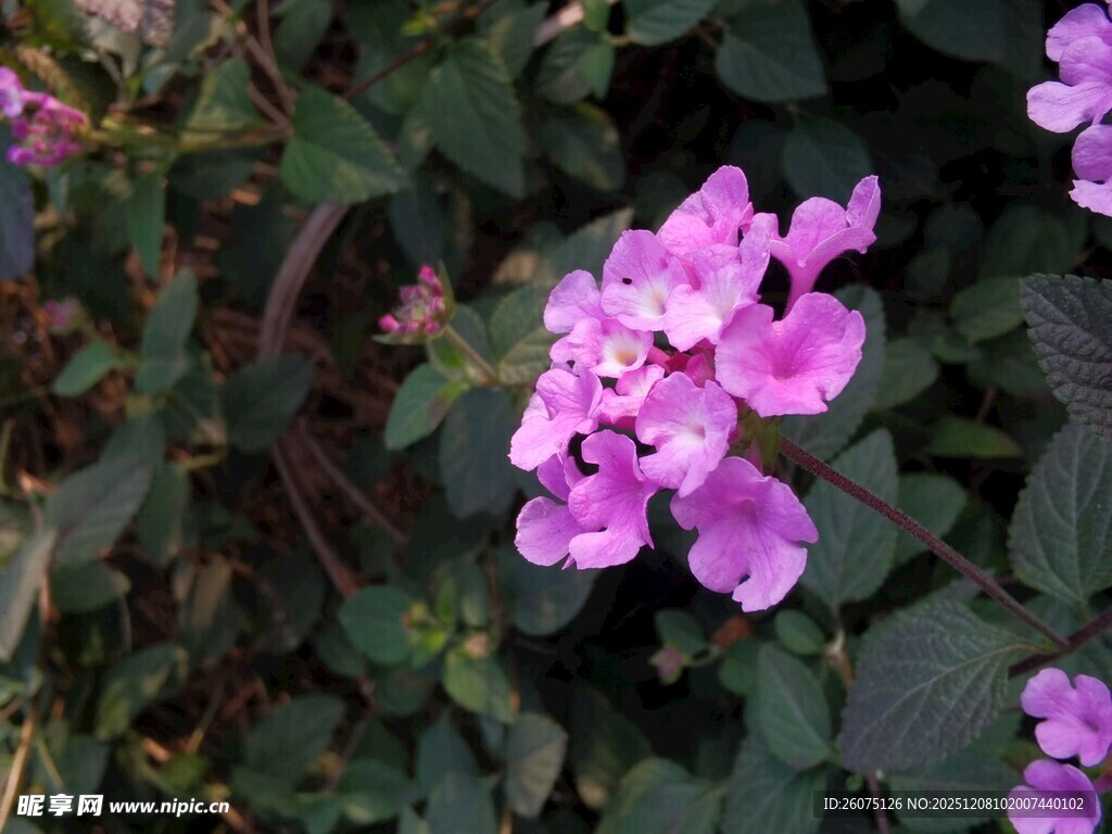 娇艳紫花绽放绿叶间