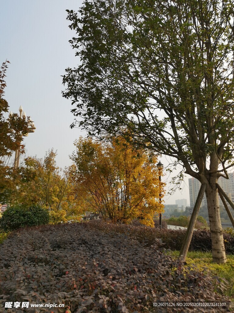 秋日田园树木景观