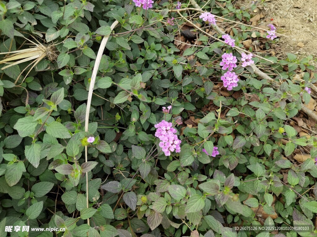 草丛中的紫色小花