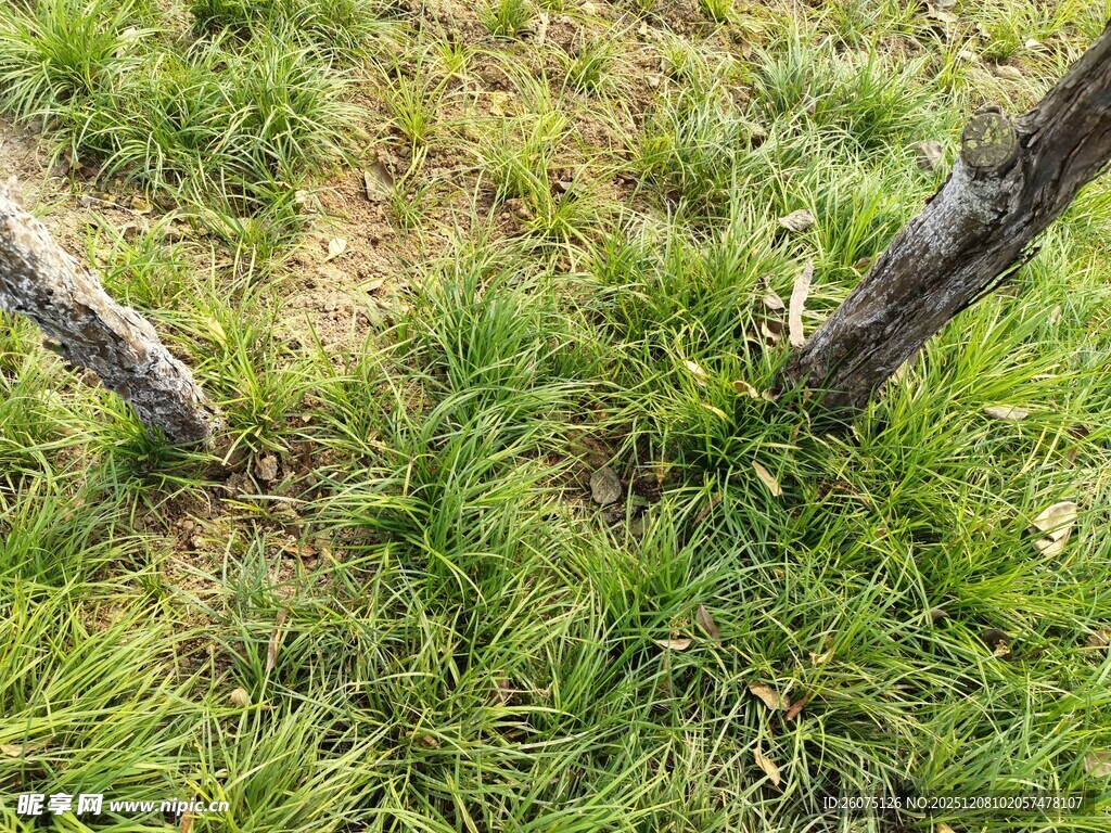 草地中的树干景观