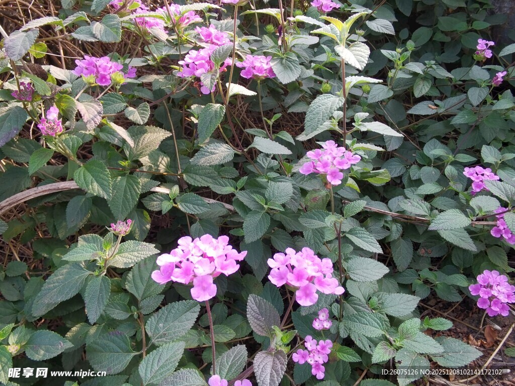 绽放的紫色花卉美景