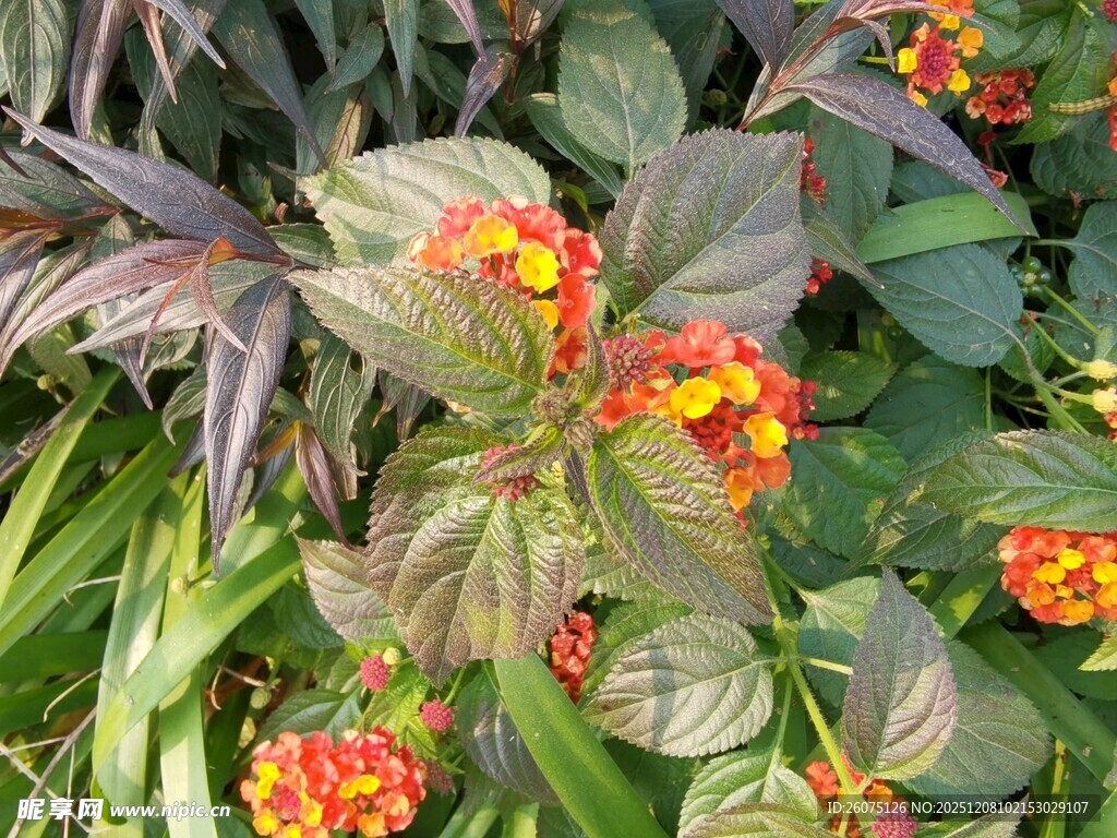 多彩花卉植物特写