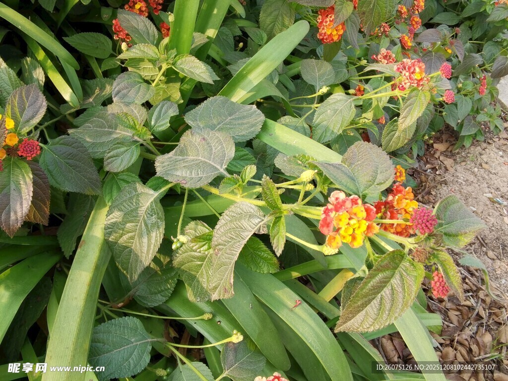 多彩花卉绽放于绿叶间