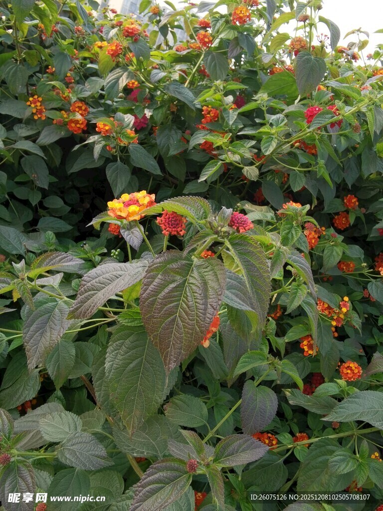 绿叶间的鲜艳花朵