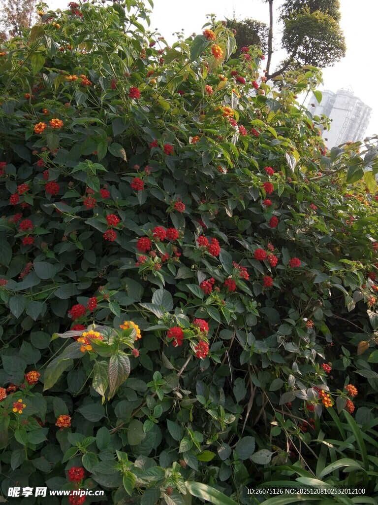 繁茂花丛中艳丽红花朵
