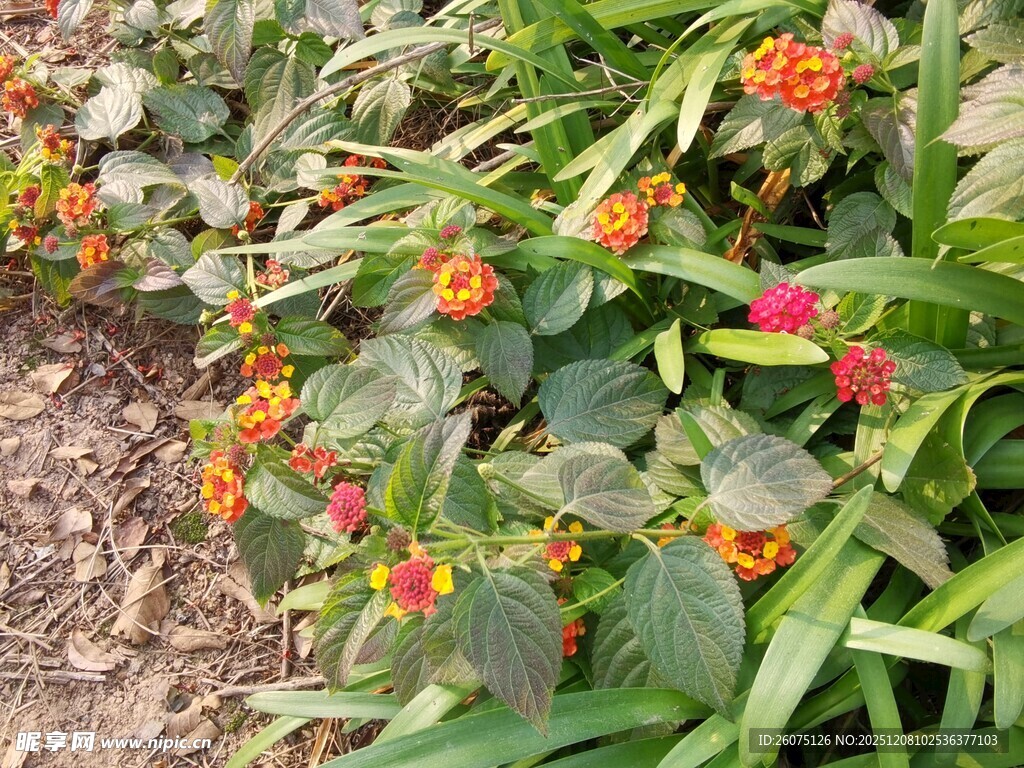 多彩花卉绽放于绿叶间