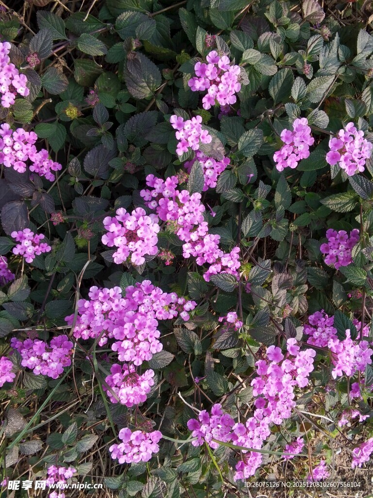 紫色小花绽放绿叶间