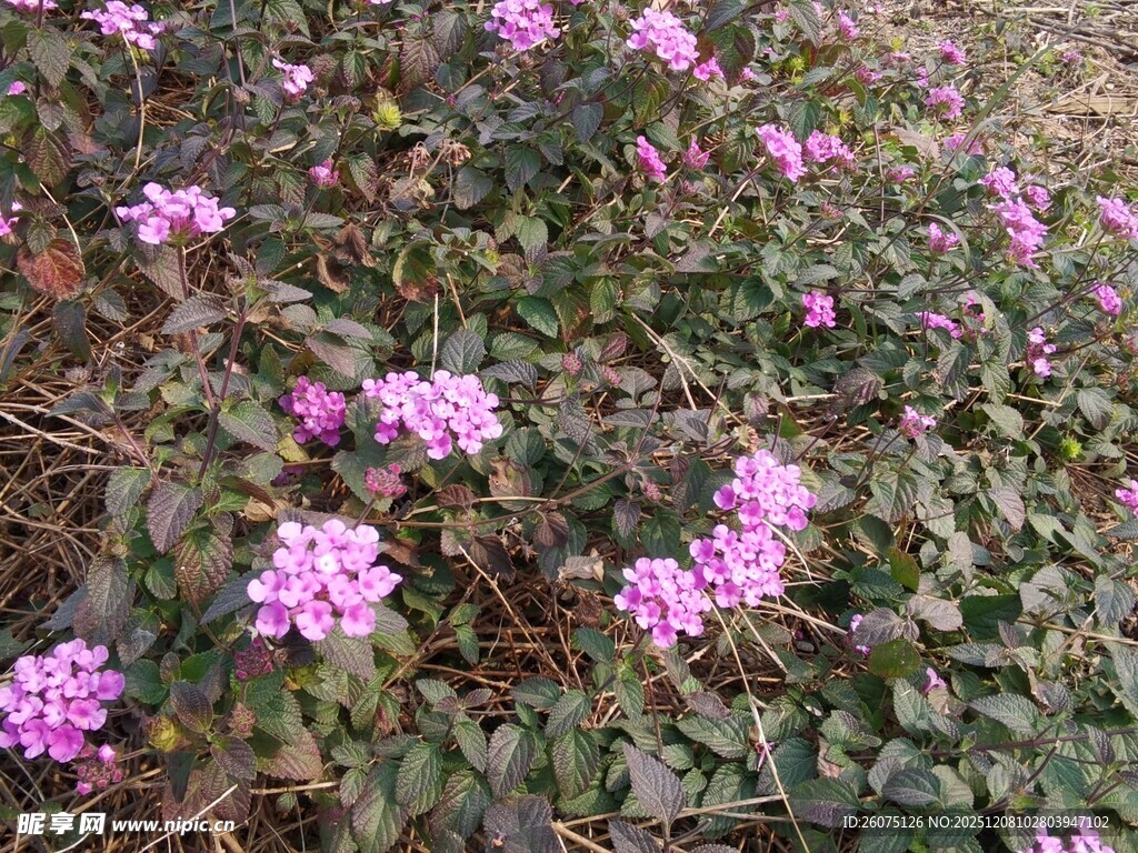 花丛中的粉色小花