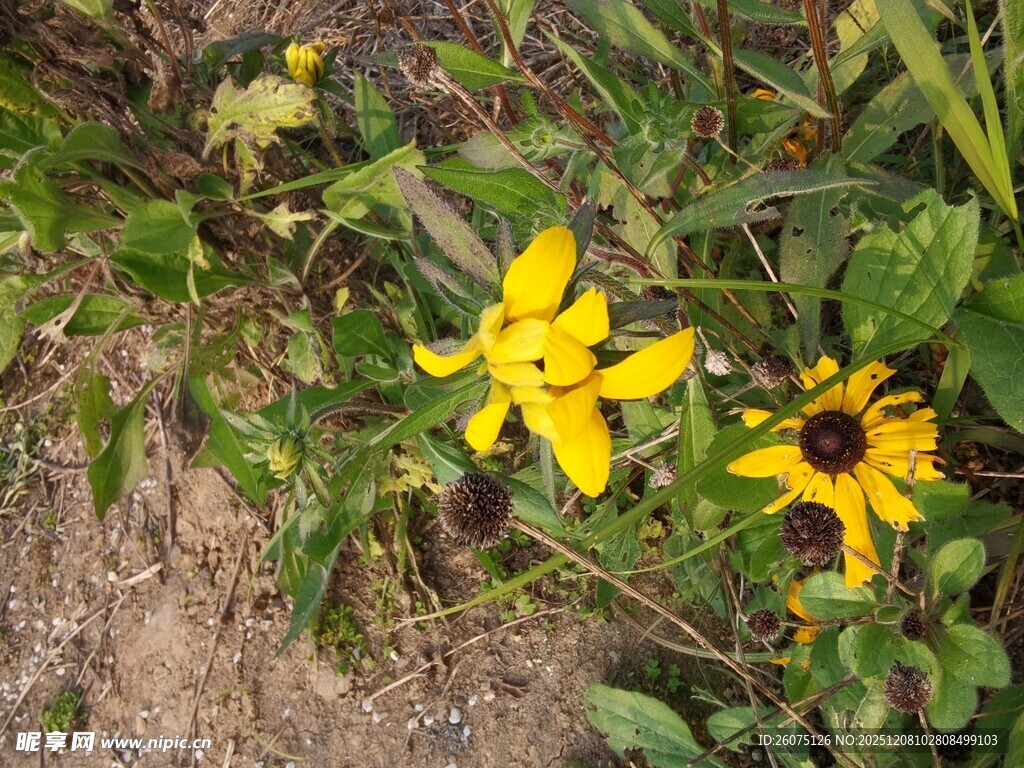 野外绽放的美丽黑心菊