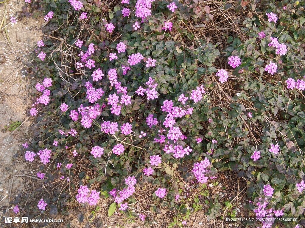 地面绽放的粉紫色小花