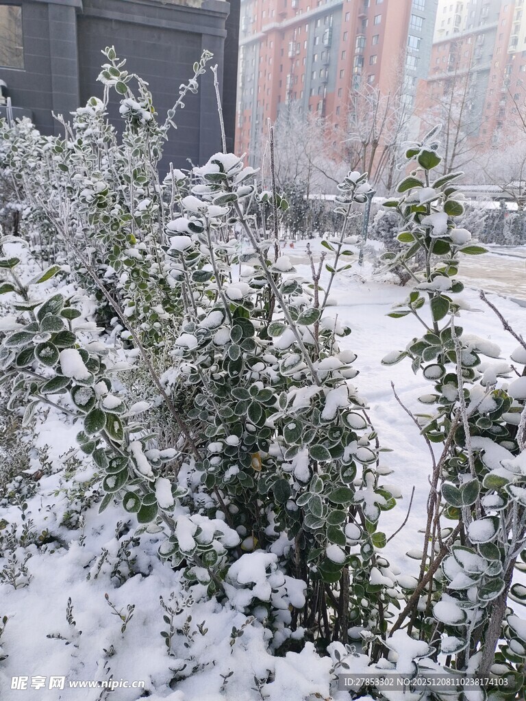 雪覆绿植景观