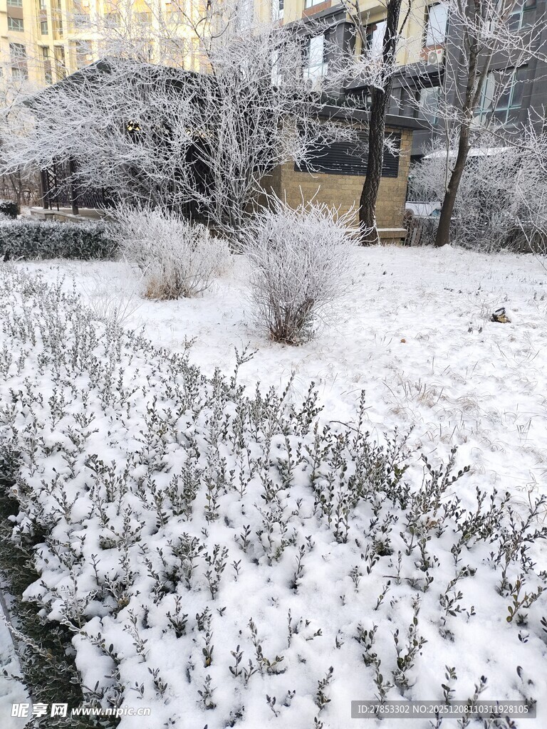 冬日雪景中的灌木与建筑