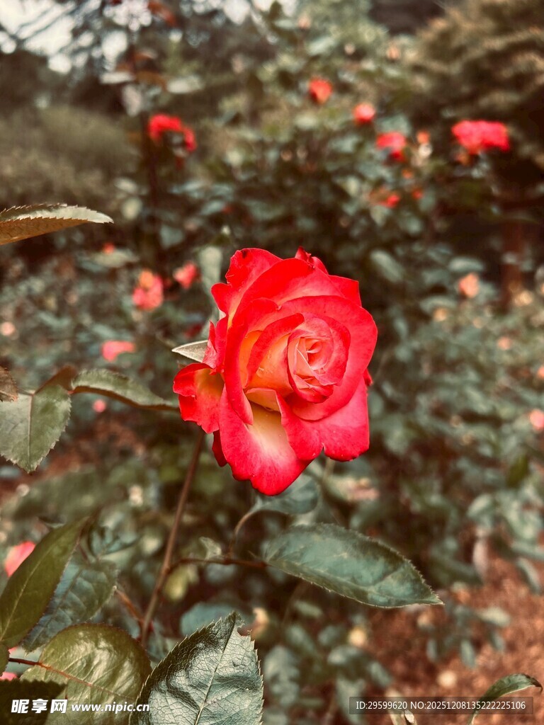 娇艳红玫瑰绽放于绿叶间