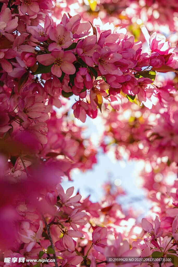 烂漫粉色繁花枝头绽放