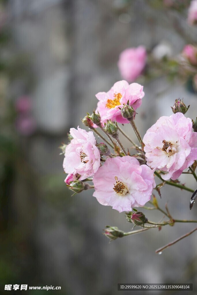 粉色蔷薇花绽放