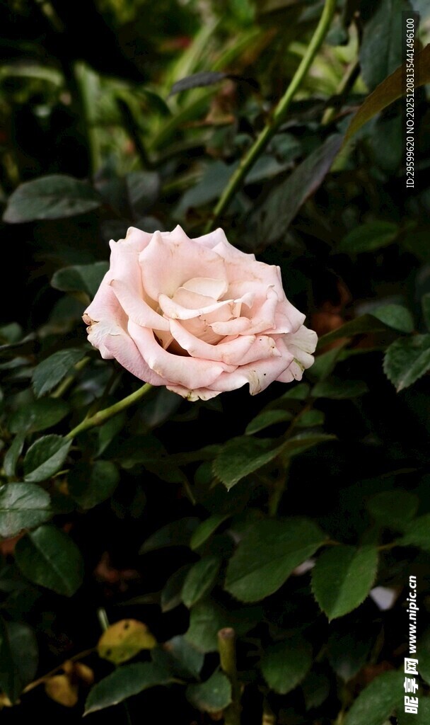 粉色柔美绽放的单朵玫瑰