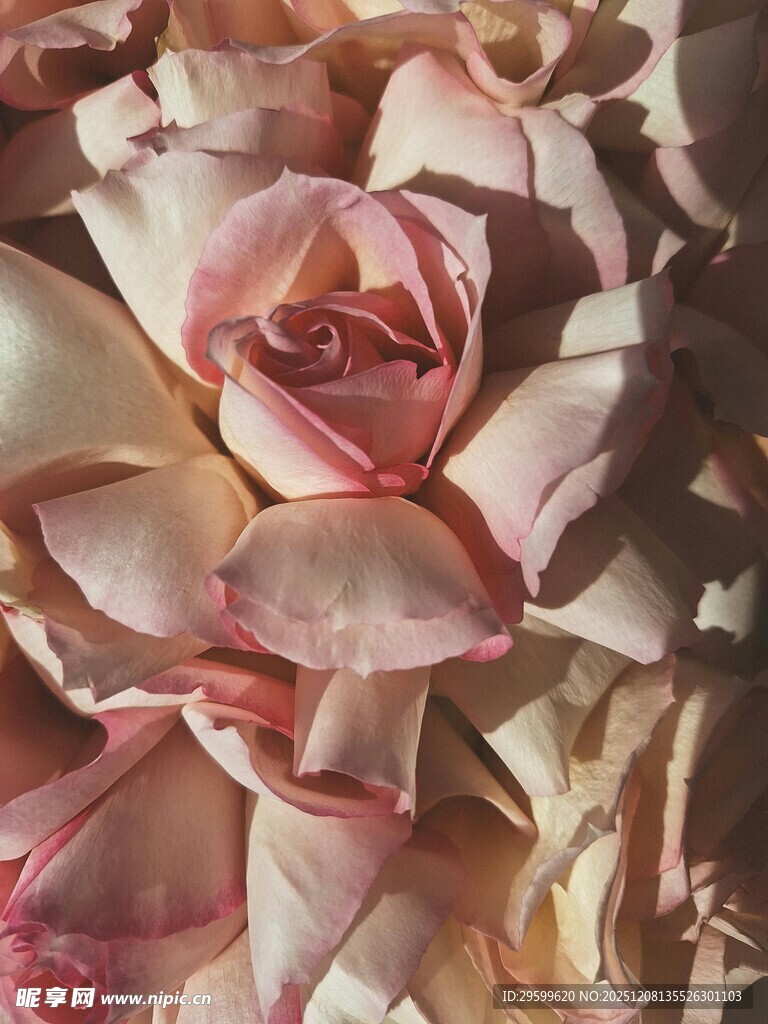 柔美渐变色调的盛放玫瑰