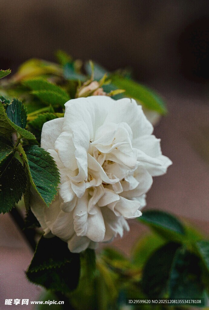 洁白绽放的娇艳月季花