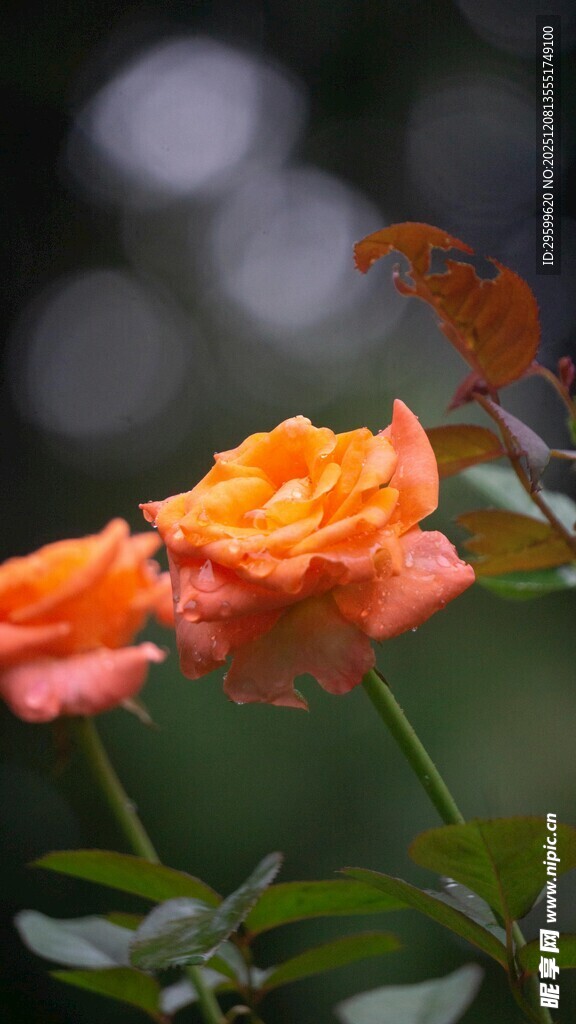 娇艳橙色玫瑰绽放