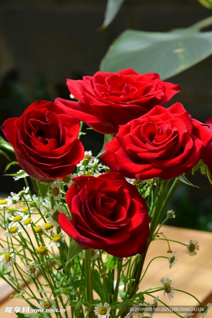 娇艳红玫瑰插花