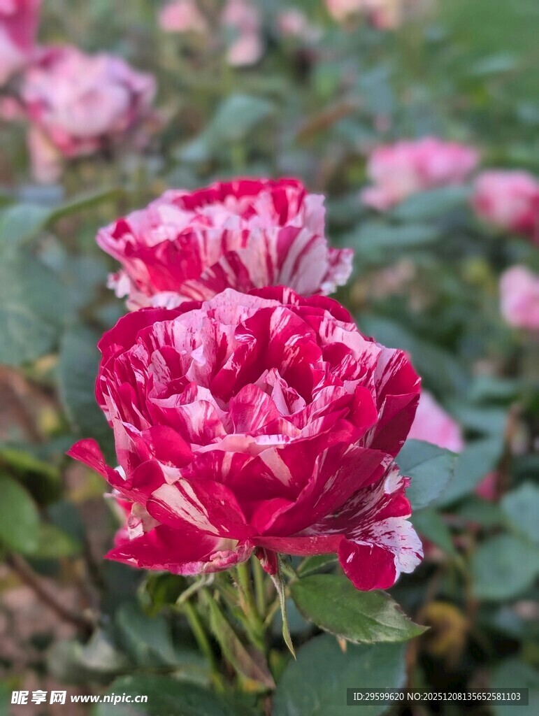 双色月季花绽放