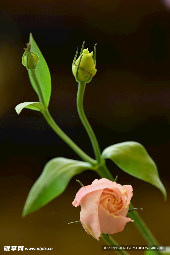 含苞待放的柔美粉色小花