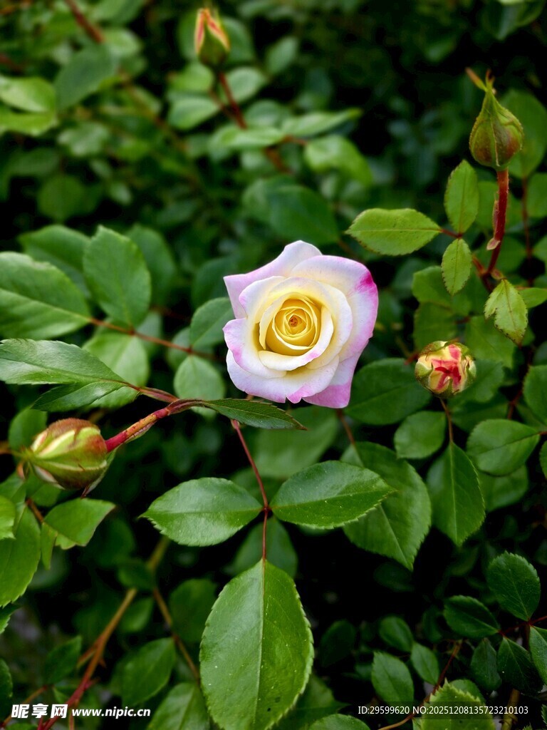 娇艳粉黄玫瑰绽放绿叶间