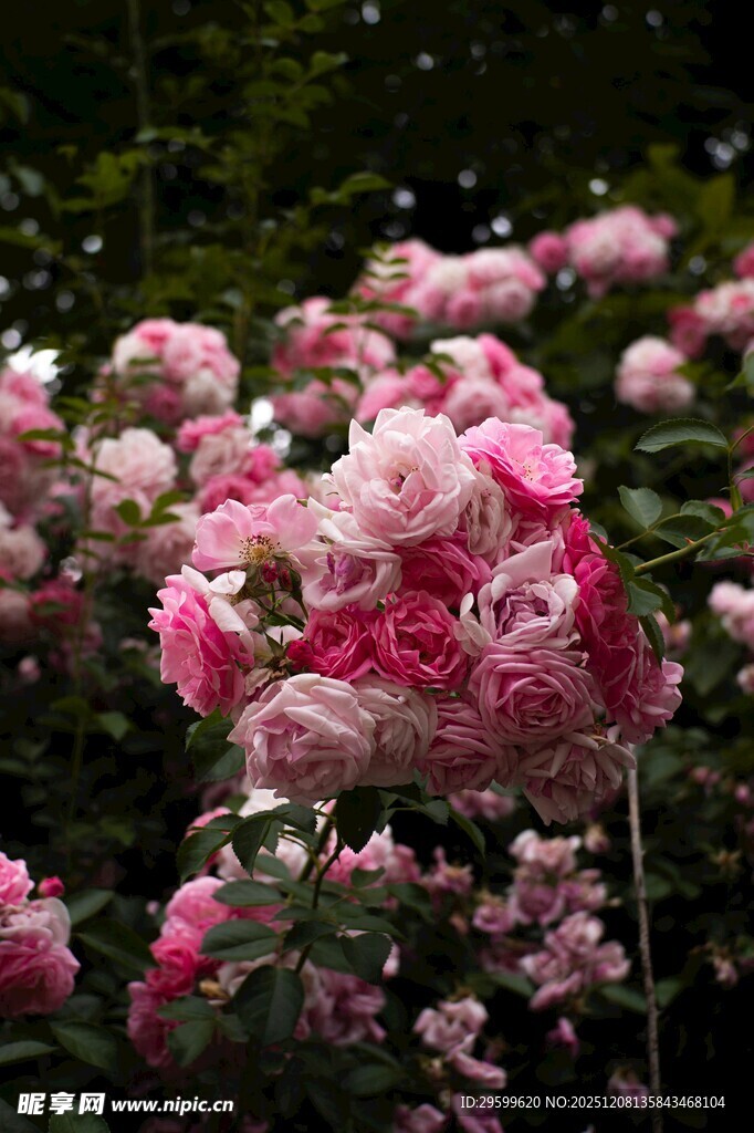 娇艳盛放的粉色玫瑰花丛