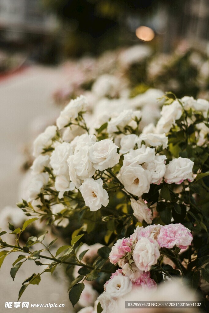 娇艳盛放的白色粉色花卉