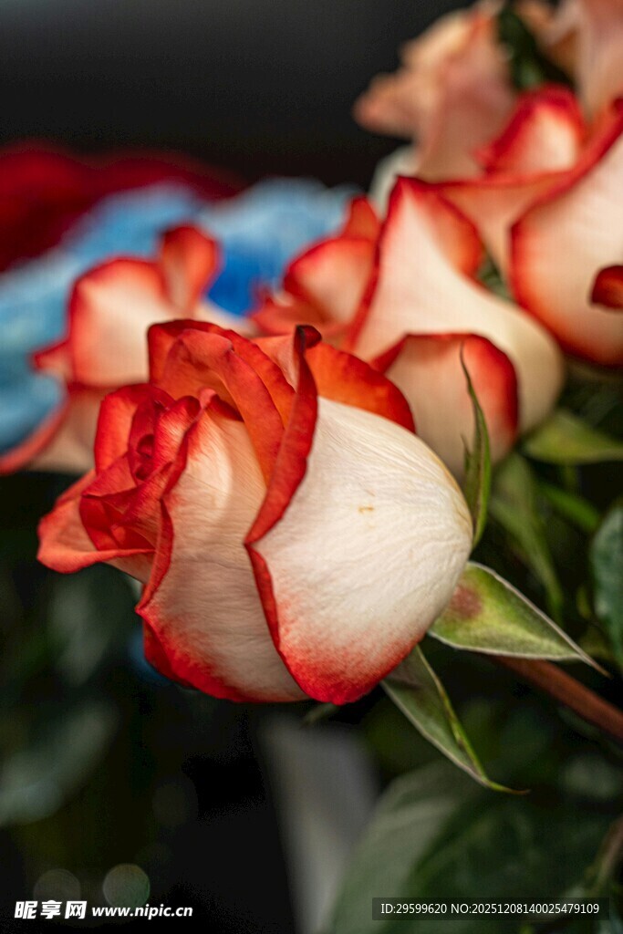 红白镶边玫瑰特写