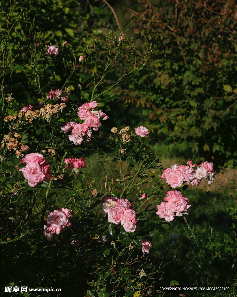 粉色繁花绽放于绿植间