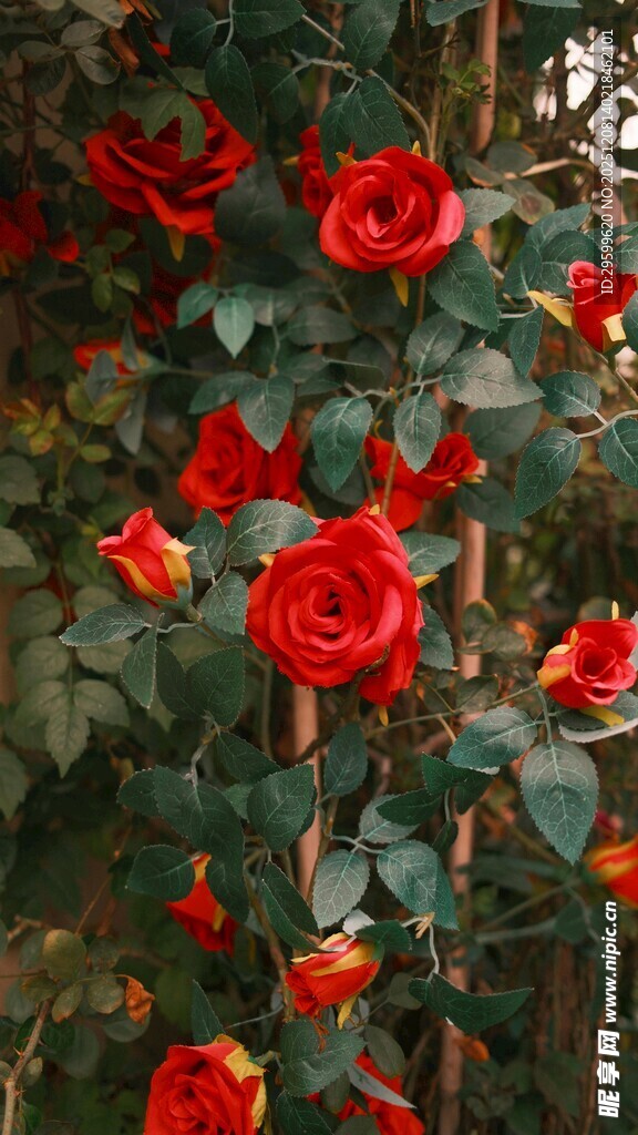 娇艳红玫瑰绽放于绿叶间