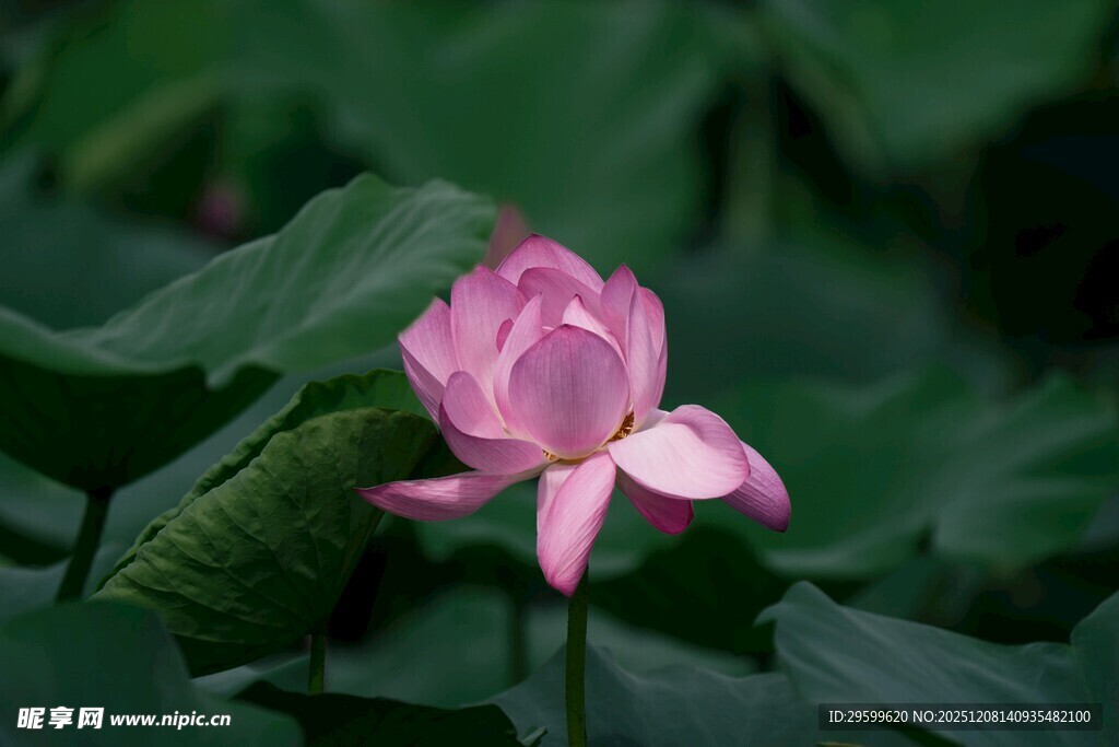 娇艳荷花绽放于绿叶间