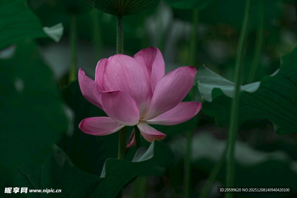 娇艳荷花绽放于绿叶间