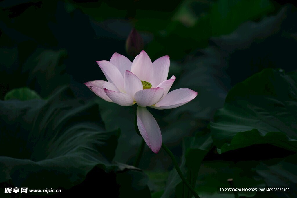 绽放的粉色荷花