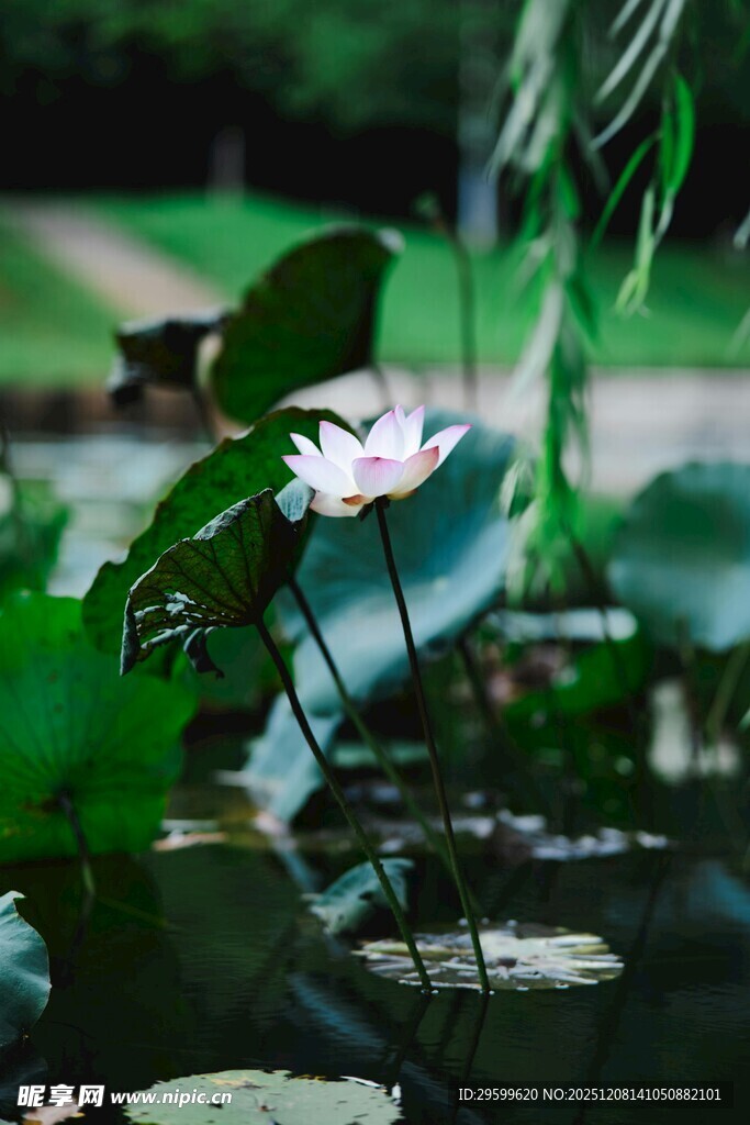 池塘中的绽放白荷花