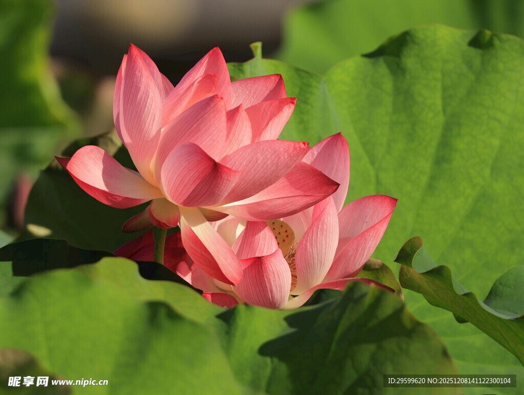 娇艳盛开的粉色荷花