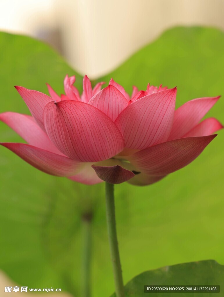 娇艳盛开的粉红色荷花