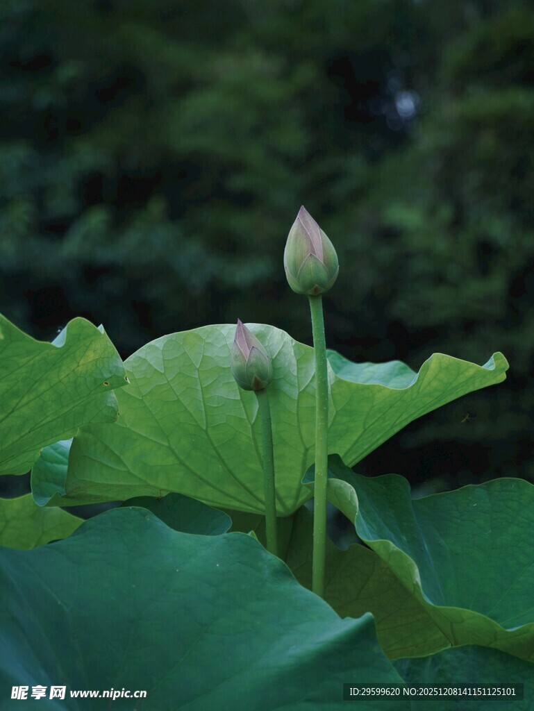 含苞待放的荷花与荷叶