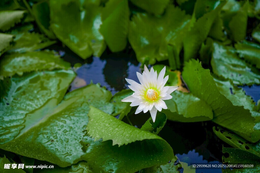 水中绽放的白色睡莲