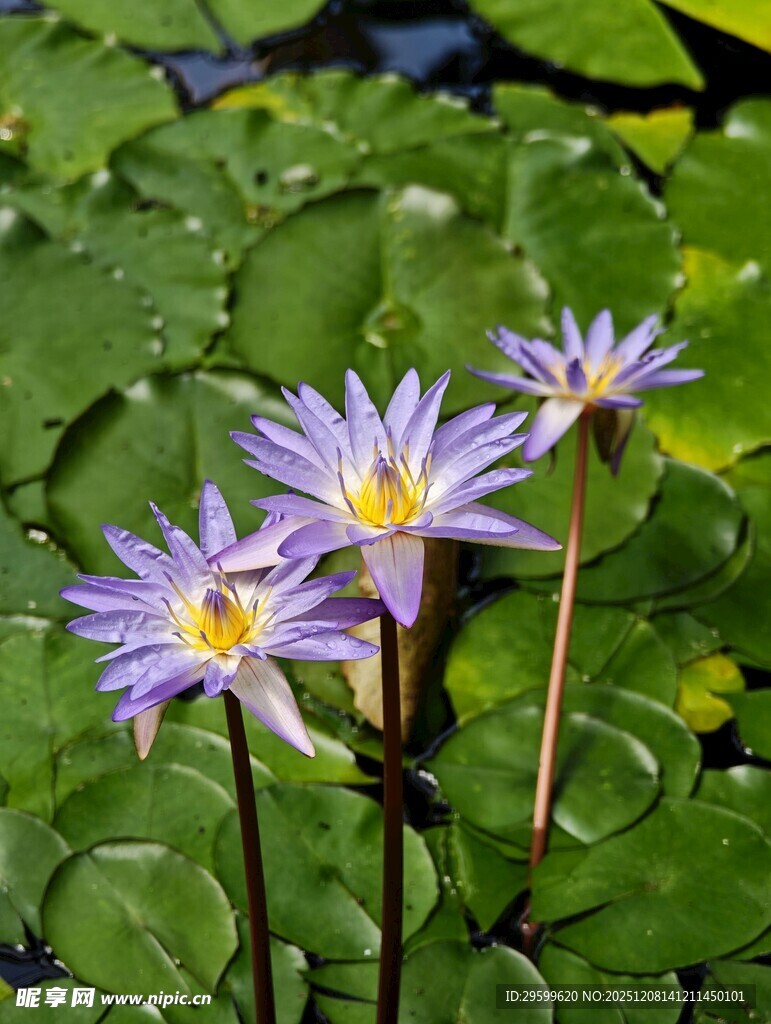 紫色睡莲绽放于绿叶间