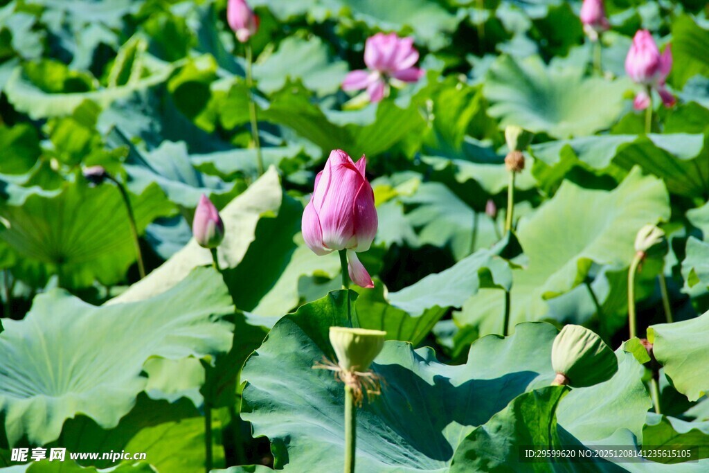 荷塘中绽放的粉嫩荷花