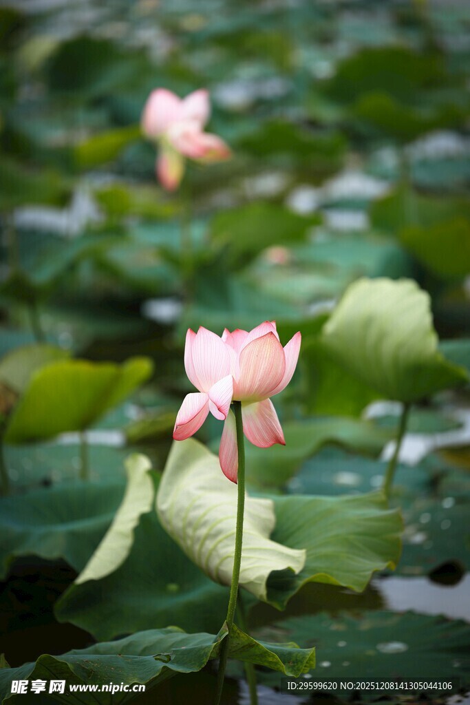 荷塘中的娇艳粉色荷花