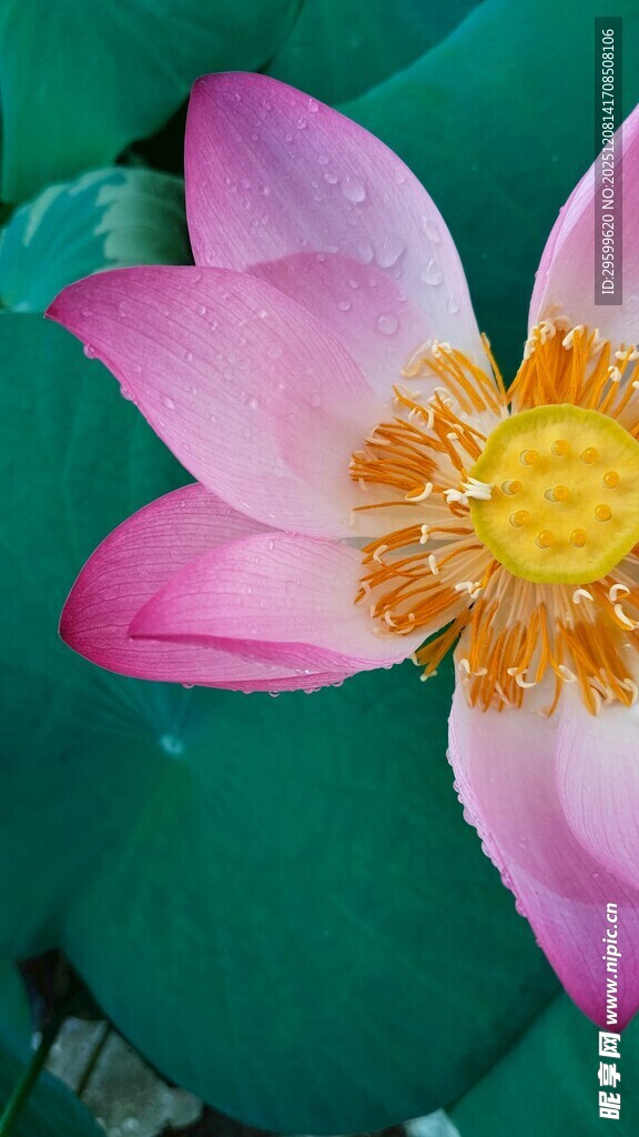 娇艳绽放的粉色荷花