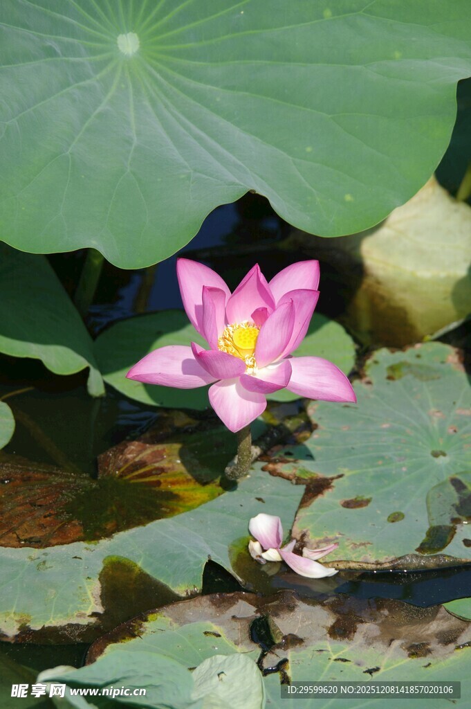 绽放的粉色荷花