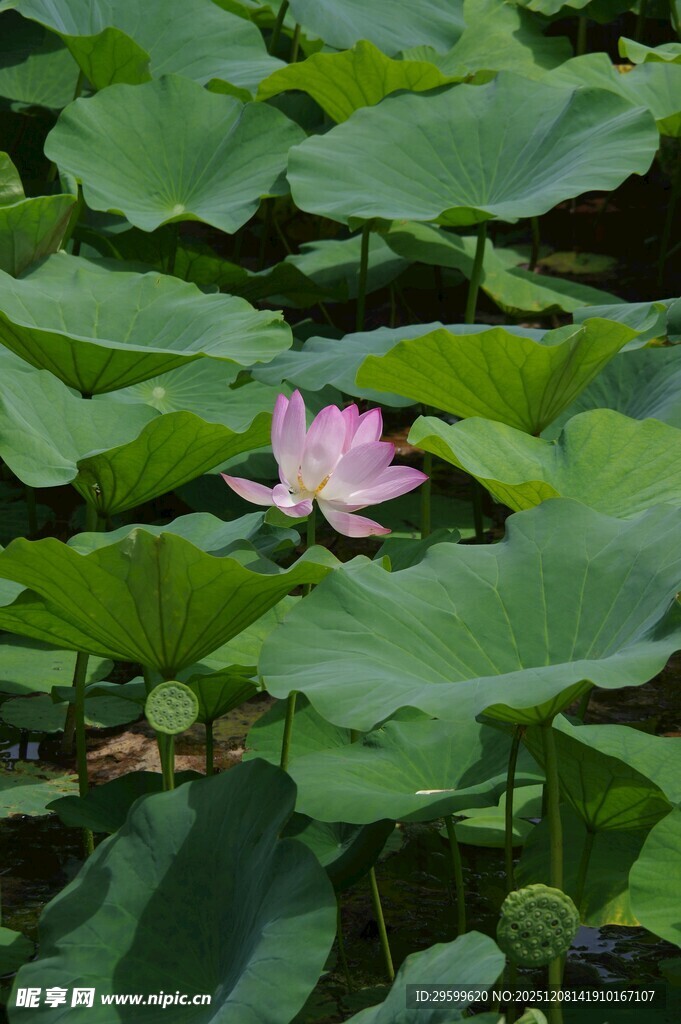 绽放的荷花与荷叶