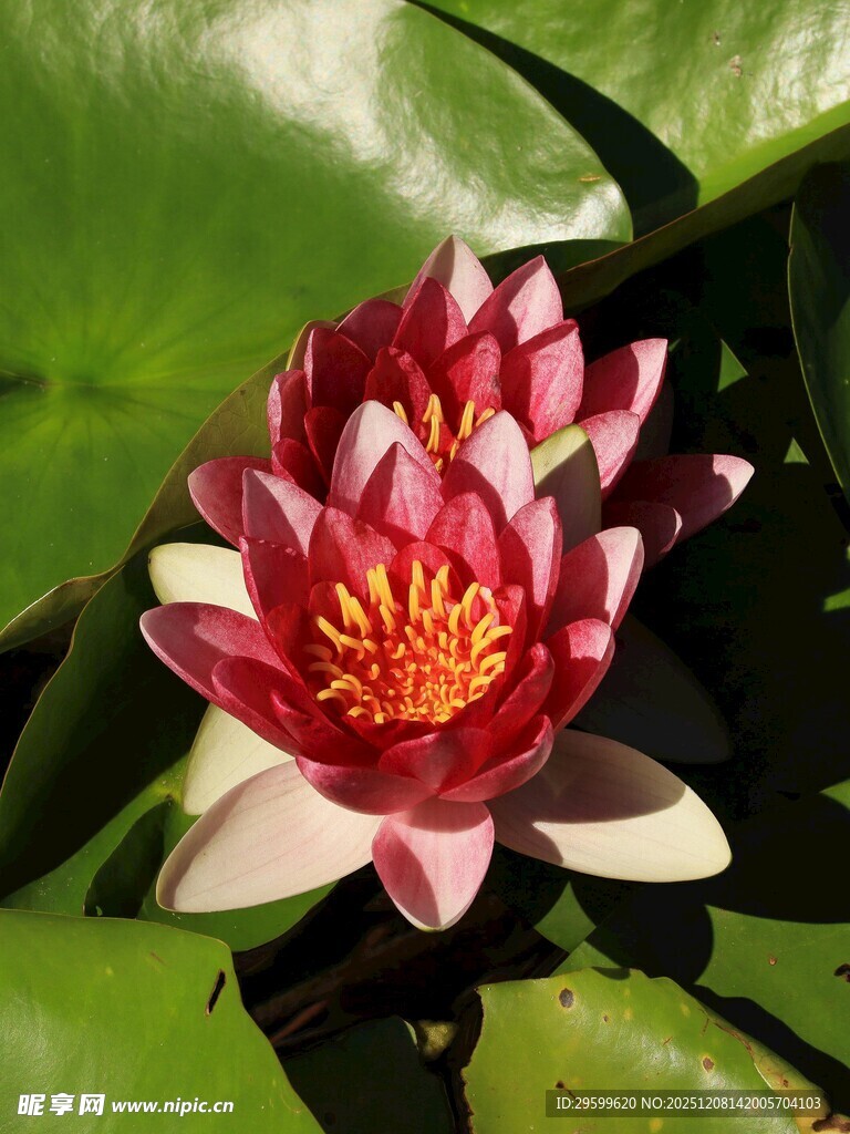 娇艳睡莲绽放于绿叶间