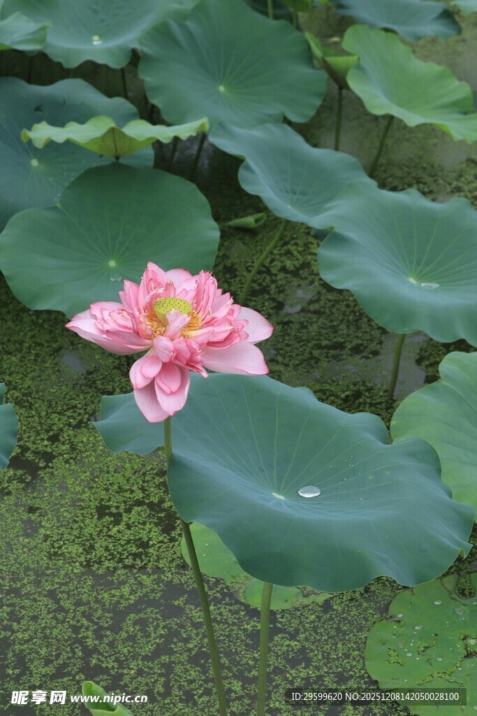 粉色荷花绽放于荷叶间