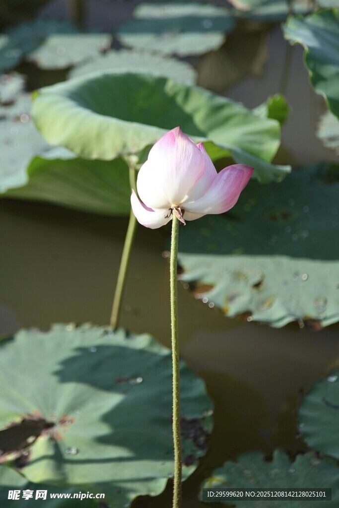 绽放的粉色荷花
