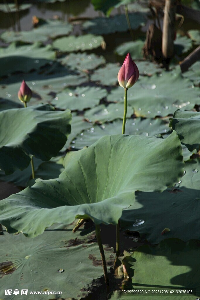 荷塘初绽的粉嫩荷花